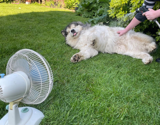 5 Vet-Recommended Tips to Prevent Overheating